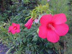 �f��@�V���E�S�W���̃T���l�C���摜