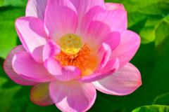 �����́H�̃T���l�C���摜