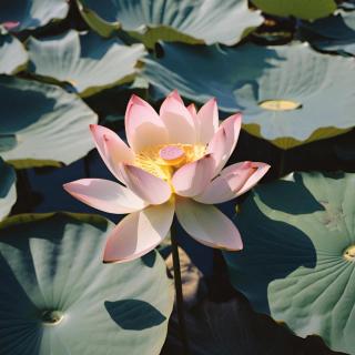 ����ڂ񂦂̃T���l�C���摜