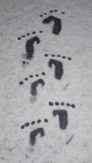 �T���̉^���̃T���l�C���摜