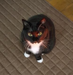 ���������Ƃ́H�̃T���l�C���摜