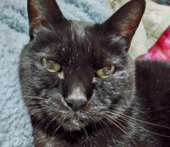 ���̒��ɂ�����̂͂˂̃T���l�C���摜