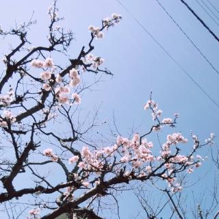 �������l�Ƃ̃����`�̃T���l�C���摜