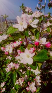 ��񂲂̉Ԃ����J�ł��B�̃T���l�C���摜