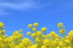 �S�̃o�����X������������̃T���l�C���摜