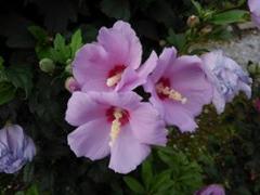 �Г�Ɍ�����ꂽ�Ƃ��B�̃T���l�C���摜