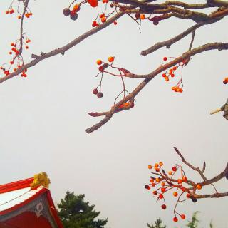 �N���X�}�X���߂��̃T���l�C���摜