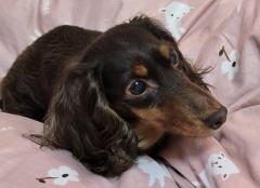 �W��6���@�����^�̃T���l�C���摜