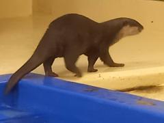 �T���̗����^�̃T���l�C���摜