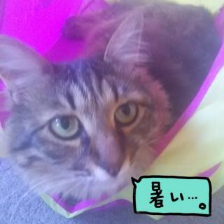 �^���������̃T���l�C���摜