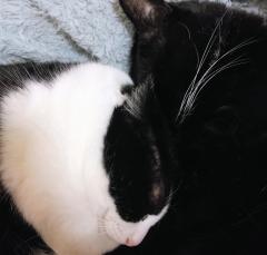 ���z�c����D���Ȏ��̃T���l�C���摜