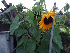 �s���̎��Ԃɂǂ��������B�̃T���l�C���摜