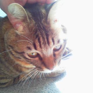 �y�˂��������z�̃T���l�C���摜