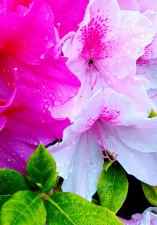 �J�ł������͖����̃T���l�C���摜