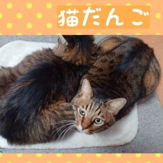 �y����z���N���̔L�c�q�I (���փ�)�̃T���l�C���摜