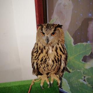 �ӂ��낤�́u�s��J�v�����āu�����N�v�̃T���l�C���摜