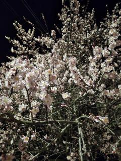 �R��19���@�^���̃T���l�C���摜