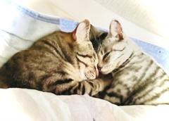 ���ӊ��E����Ŕj�IR4.2.21���̂̃T���l�C���摜