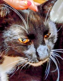 �g���̃T���l�C���摜