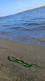 ���^���オ�鐅���̑|�����@���̃T���l�C���摜