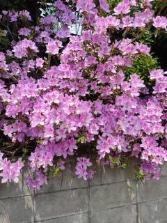 ��ɂȂ��ċC�Â��Ă��x�����Ƃ̃T���l�C���摜