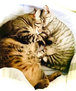 ���邢�l�ɂ͂����ӂ��B8.23���̂̃T���l�C���摜