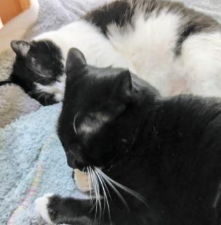 �ނ�Ɋ撣�鎞�c�̃T���l�C���摜