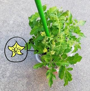 �y�N��z�~�j�g�}�g�A�J�Ԃ̃T���l�C���摜