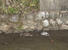 �T���̉^���̃T���l�C���摜