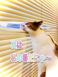 �K���Ɍ����ďo�`����IR4.2.10���̂̃T���l�C���摜