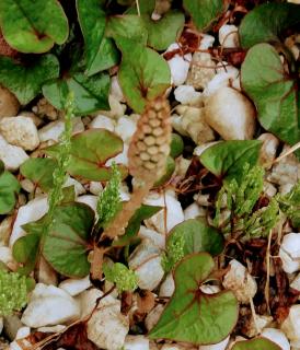 2025�N4��15�����ẴT���l�C���摜