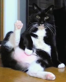 �J�̂ɂ����������邱�Ƃ́c�̃T���l�C���摜