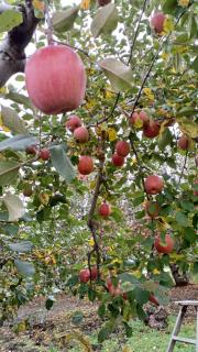�Ӓ莞�̂��肢�ł��̃T���l�C���摜