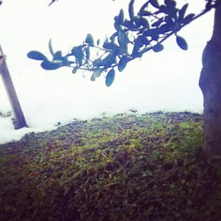 ���{�̐_�l�J�[�h�̃T���l�C���摜