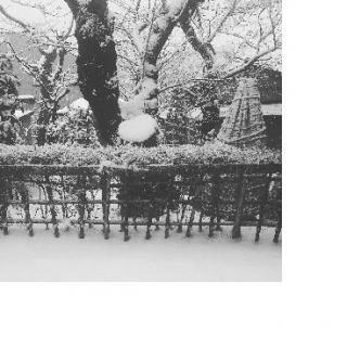 ���t����؂����ǌ��̒�����؁B�̃T���l�C���摜