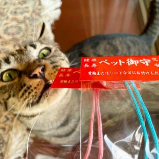 ̒m낤(*LցM*)̃TlC摜