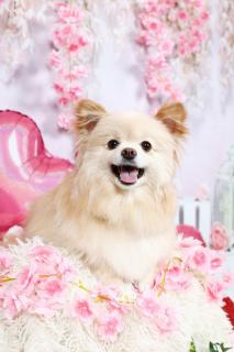 �y�b�g�̎��͂̃T���l�C���摜