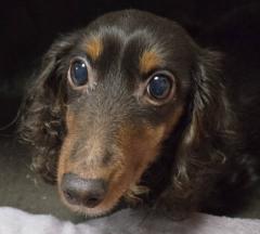 �T���̉^���̃T���l�C���摜