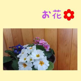 在庫限り！お花との運命の出会い。のサムネイル画像