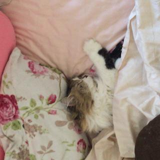 �Q���낤�̃j�����g�I�̃T���l�C���摜