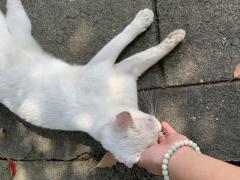 �ԕ��̔�U�͔ߎS〜�̃T���l�C���摜