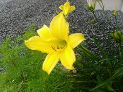 ���F�������̃T���l�C���摜