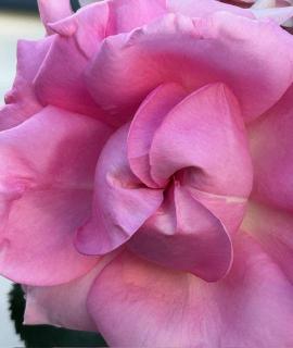 uo͋Rł͂ȂA̖񑩁ṽTlC摜