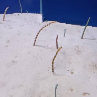 �f�[�g�R�[�X�̂������߂́H�����فI�̃T���l�C���摜