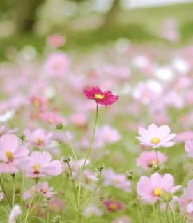 �H���̓��̃G�l���M�[�̃T���l�C���摜