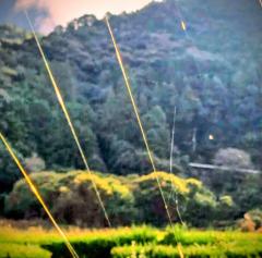 ���F�̒w偂̎��̃T���l�C���摜