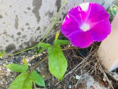 ���V�̒��炪�炫�܂����̃T���l�C���摜