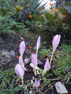 ����􉛐搶�̃^���b�g�J�[�h�̃T���l�C���摜