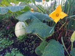 �K�v�Ȃ̂͐������B�̃T���l�C���摜