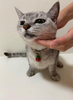 ����̂˂��̓��̃T���l�C���摜